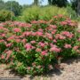 Spirea – Double Play® Red – #3 Container